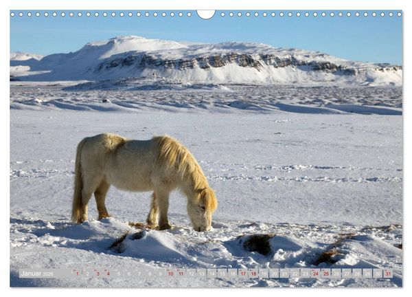 Produktbild: Islandpferde - Die tierischen Stars der Insel (Wandkalender 2026 DIN A3 quer), CALVENDO Monatskalender