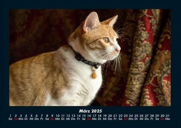 Produktbild: F&uuml;r Katzenfreunde 2025 Fotokalender DIN A4
