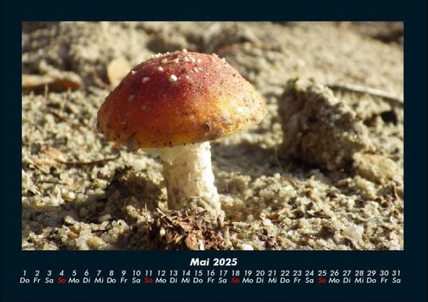Produktbild: Bilder aus der Natur 2025 Fotokalender DIN A4