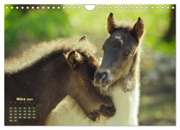 Produktbild: Wunderbare Fohlen (Wandkalender 2026 DIN A4 quer), CALVENDO Monatskalender