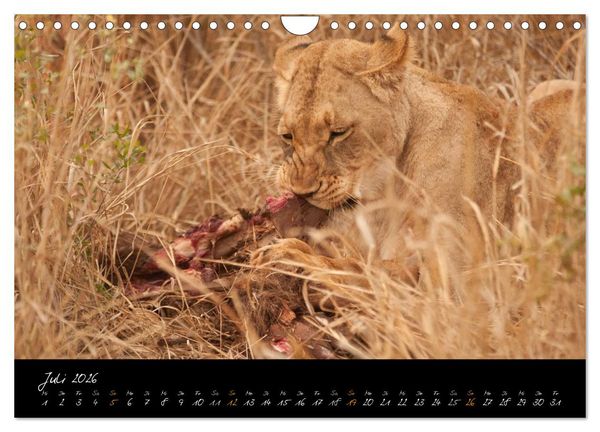 Produktbild: Wilde L&ouml;wen (Wandkalender 2026 DIN A4 quer), CALVENDO Monatskalender