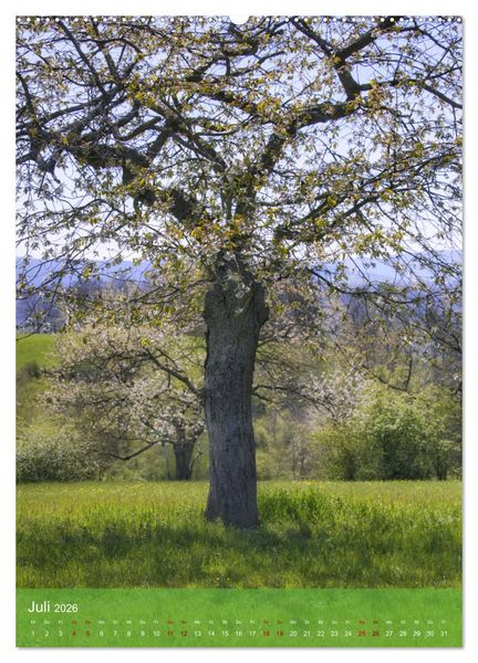 Produktbild: Klimaretter Baum (Wandkalender 2026 DIN A2 hoch), CALVENDO Monatskalender