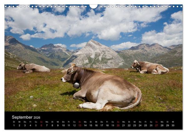 Produktbild: Tierkalender 2026 (Wandkalender 2026 DIN A3 quer), CALVENDO Monatskalender