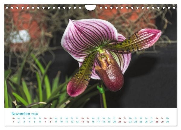 Produktbild: Die K&ouml;nigin der Blumenwelt, die Orchidee (Wandkalender 2026 DIN A4 quer), CALVENDO Monatskalender