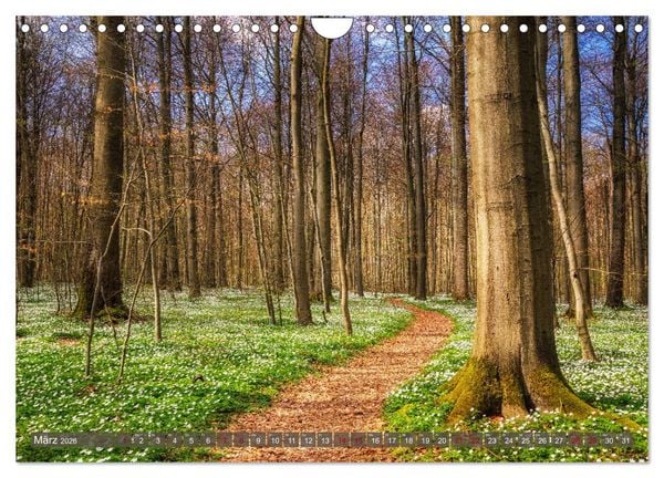 Produktbild: Wege zur Entspannung 2026 (Wandkalender 2026 DIN A4 quer), CALVENDO Monatskalender