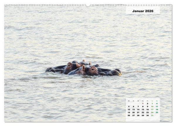 Produktbild: Nilpferde, Kolosse im Wasser (hochwertiger Premium Wandkalender 2026 DIN A2 quer), Kunstdruck in Hochglanz