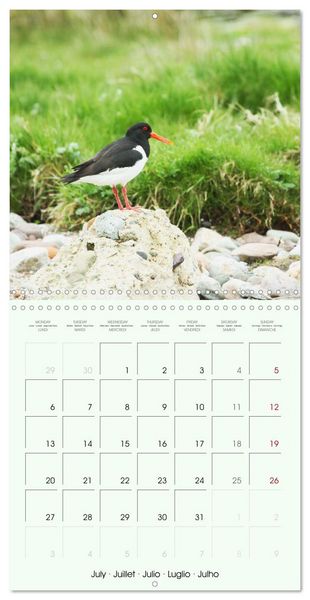 Produktbild: La parade des plumes (Calendrier mural carr&eacute; 2026 30x30 cm) Calendrier double avec une page pour vos prises de notes