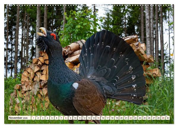 Produktbild: Faszinierende H&uuml;hnerv&ouml;gel (hochwertiger Premium Wandkalender 2026 DIN A2 quer), Kunstdruck in Hochglanz