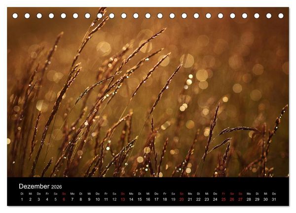 Produktbild: Bl&uuml;tenzauber 2026 (Tischkalender 2026 DIN A5 quer), CALVENDO Monatskalender
