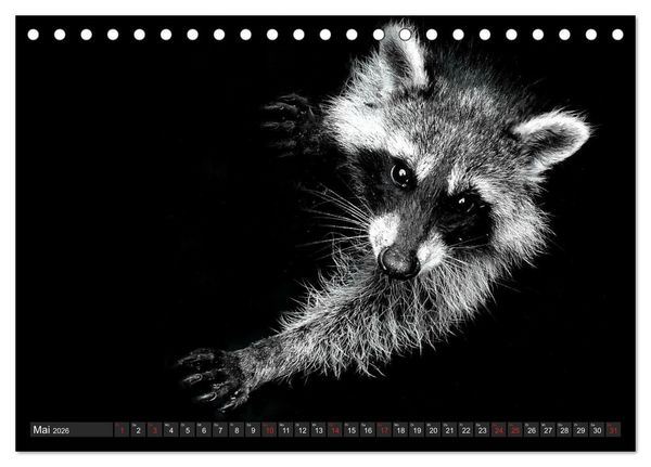 Produktbild: Besuch vom Waschb&auml;r (Tischkalender 2026 DIN A5 quer), CALVENDO Monatskalender