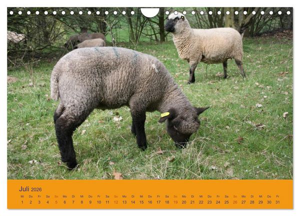 Produktbild: Shropshire Schafe (Wandkalender 2026 DIN A4 quer), CALVENDO Monatskalender
