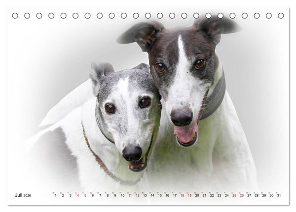 Produktbild: Windhund Portrait 2026 White Edition (Tischkalender 2026 DIN A5 quer), CALVENDO Monatskalender