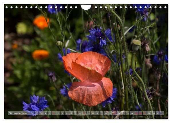 Produktbild: Mohn (Wandkalender 2026 DIN A4 quer), CALVENDO Monatskalender