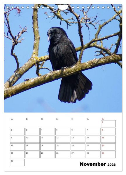Produktbild: Rabenv&ouml;gel Terminplaner (Wandkalender 2026 DIN A4 hoch), CALVENDO Monatskalender