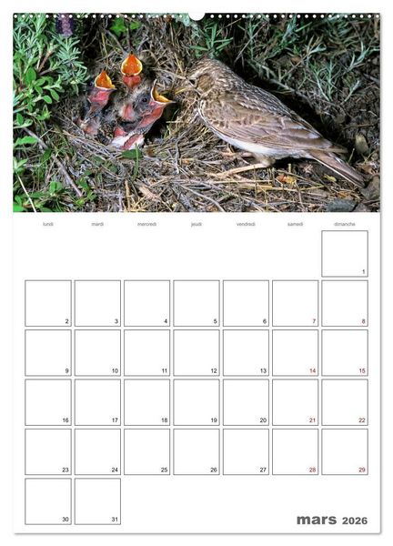 Produktbild: Les passereaux &agrave; l'or&eacute;e de la vie (Calendrier mural 2026 DIN A2 horizontal), CALVENDO calendrier mensuel