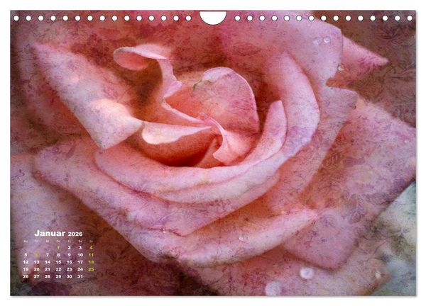 Produktbild: Rosen Romantik (Wandkalender 2026 DIN A4 quer), CALVENDO Monatskalender