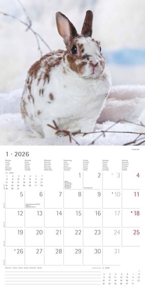 Produktbild: Kaninchen 2026 - Broschürenkalender 30x30 cm (30x60 geöffnet) - Kalender mit Platz für Notizen - Rabbits - Bildkalender - Wandplaner - Wandkalender