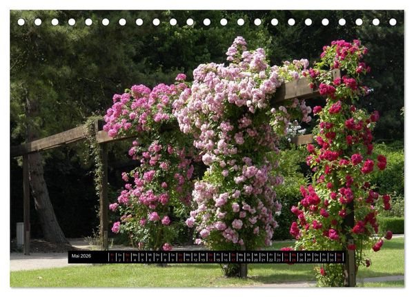 Produktbild: Rosen - Parade (Tischkalender 2026 DIN A5 quer), CALVENDO Monatskalender