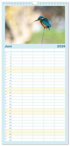 Produktbild: Familienplaner 2026 - Eisvogel im Portr&auml;t mit 5 Spalten (Wandkalender, 21 x 45 cm) CALVENDO