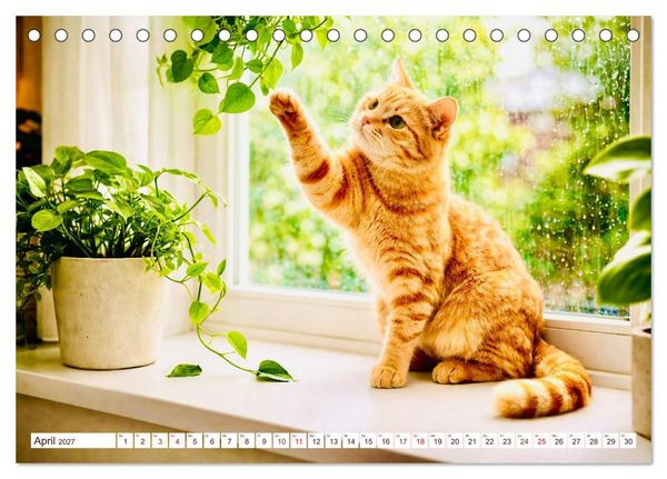 Produktbild: Rote Katzen (Tischkalender 2027 DIN A5 quer), CALVENDO Monatskalender