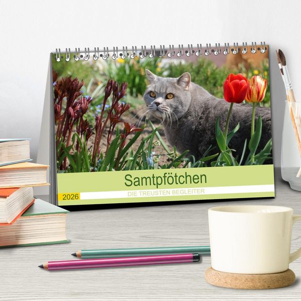 Produktbild: Samtpf&ouml;tchen - Die treusten Begleiter 2026 (Tischkalender 2026 DIN A5 quer), CALVENDO Monatskalender