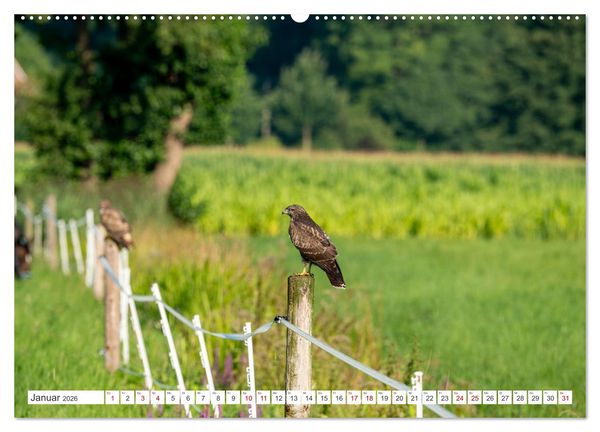 Produktbild: Wildv&ouml;gel 2026 (Wandkalender 2026 DIN A2 quer), CALVENDO Monatskalender