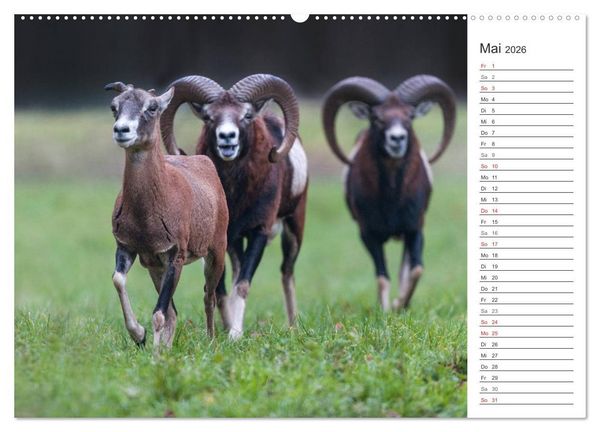 Produktbild: Emotionale Momente: Muffelwild. (hochwertiger Premium Wandkalender 2026 DIN A2 quer), Kunstdruck in Hochglanz