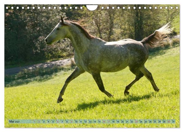 Produktbild: Lustiger Schimmel - ein Pferd mit Humor (Wandkalender 2027 DIN A4 quer), CALVENDO Monatskalender