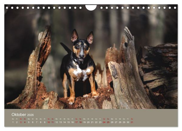 Produktbild: Fantastische Bullterrier - Sieger im Herzen (Wandkalender 2026 DIN A4 quer), CALVENDO Monatskalender