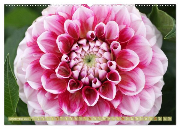 Produktbild: A Flower Festival (High Quality Premium Wall Calendar 2026 DIN A2 landscape),CALVENDO 12 Month Wall Calendar