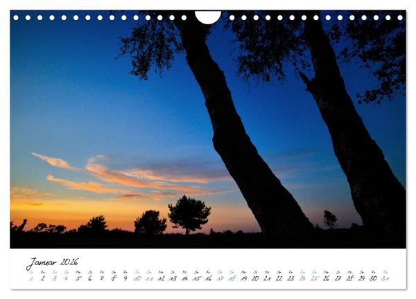 Produktbild: In der Welt der B&auml;ume (Wandkalender 2026 DIN A4 quer), CALVENDO Monatskalender