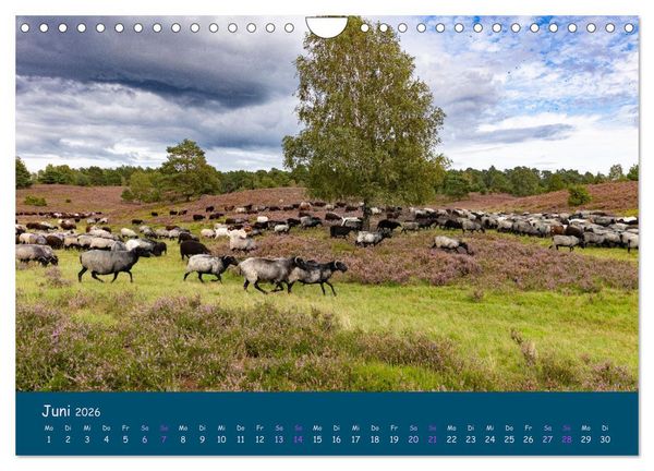 Produktbild: Heidschnucken, die pr&auml;chtigen Schafe der L&uuml;neburger Heide (Wandkalender 2026 DIN A4 quer), CALVENDO Monatskalender