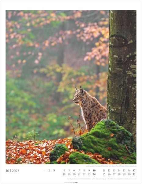 Produktbild: Heimische W&auml;lder Kalender 2027