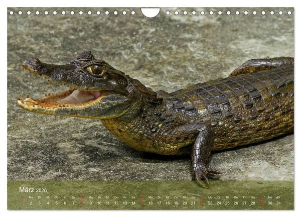 Produktbild: Alligatoren und Co. (Wandkalender 2026 DIN A4 quer), CALVENDO Monatskalender
