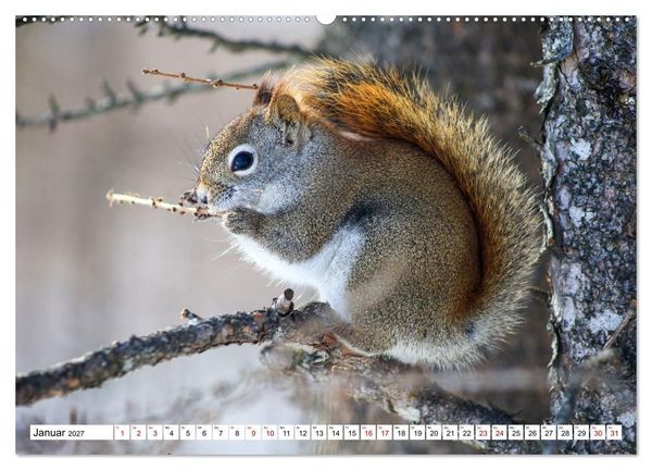 Produktbild: Eichh&ouml;rnchen - Kleine Tiere mit gro&szlig;em Charakter (Wandkalender 2027 DIN A2 quer), CALVENDO Monatskalender
