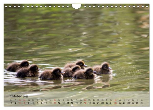 Produktbild: G&auml;nse und Enten. Schnattern, watscheln, quaken! (Wandkalender 2026 DIN A4 quer), CALVENDO Monatskalender