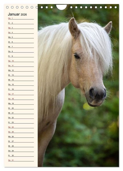 Produktbild: Isl&auml;nder Geburtstagskalender (Wandkalender 2026 DIN A4 hoch), CALVENDO Monatskalender