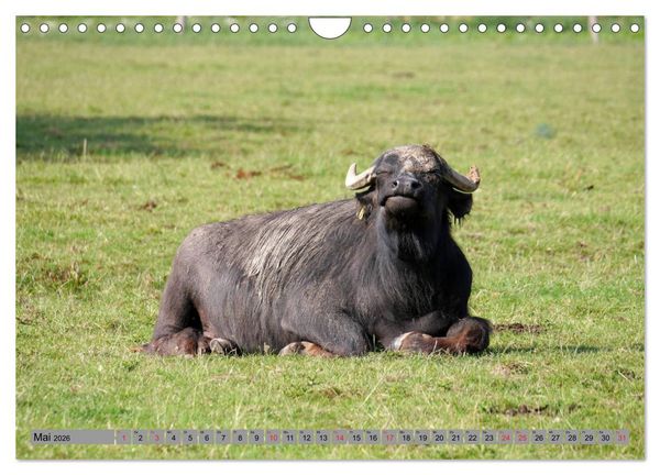 Produktbild: Wasserb&uuml;ffel - In der Ruhe liegt die Kraft (Wandkalender 2026 DIN A4 quer), CALVENDO Monatskalender