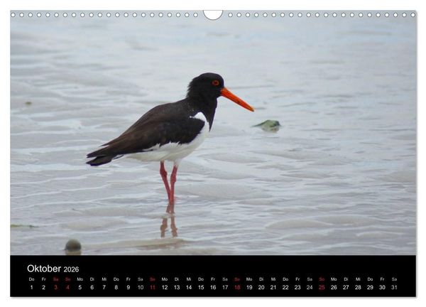 Produktbild: Hochseeeinsel Helgoland (Wandkalender 2026 DIN A3 quer), CALVENDO Monatskalender