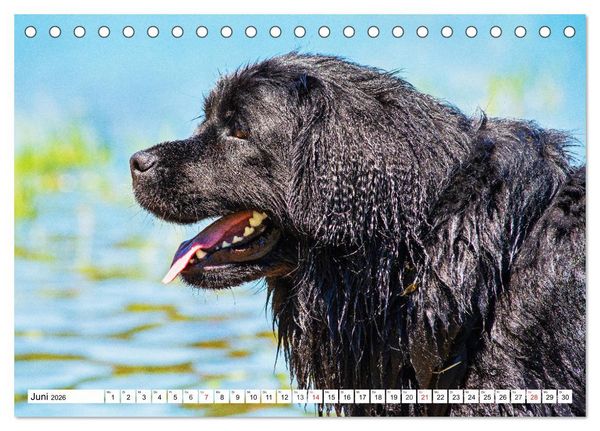 Produktbild: Neufundl&auml;nder - Das Wasser ist ihr Element (Tischkalender 2026 DIN A5 quer), CALVENDO Monatskalender