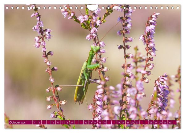 Produktbild: Just lovely - the power of pink heather blossom beauty (Wall Calendar 2026 DIN A4 landscape), CALVENDO 12 Month Wall Calendar