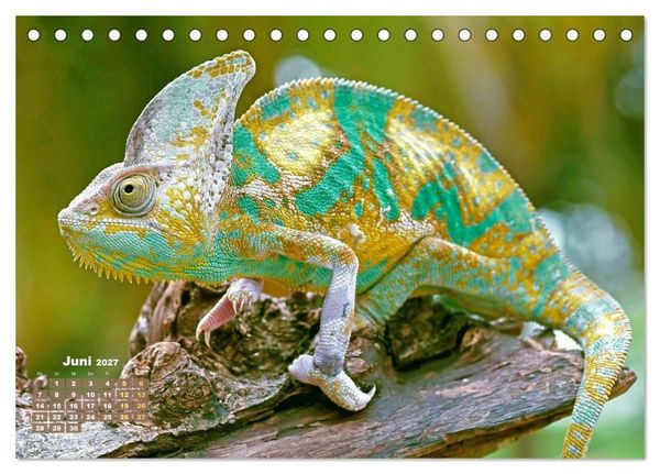 Produktbild: Cham&auml;leon: Die farbenfrohe Welt der Reptilien (Tischkalender 2027 DIN A5 quer), CALVENDO Monatskalender