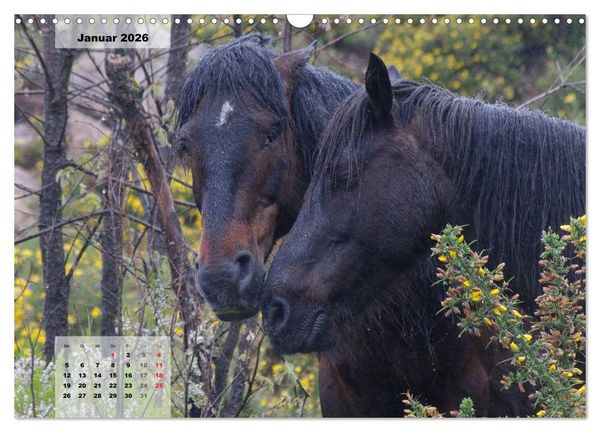Produktbild: Nordportugal - Heimat der letzten wilden Pferde (Wandkalender 2026 DIN A3 quer), CALVENDO Monatskalender