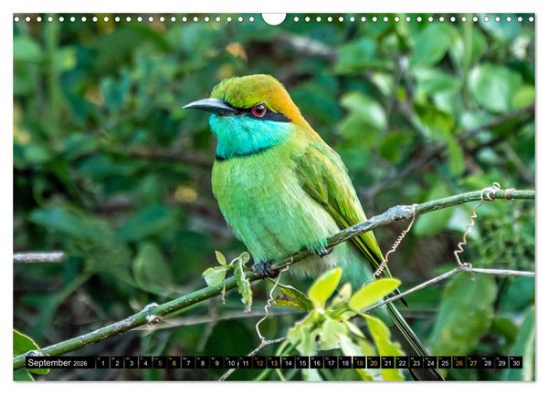 Produktbild: V&ouml;gel im Fokus - Ausdrucksstarke Vielfalt in der Vogelwelt (Wandkalender 2026 DIN A3 quer), CALVENDO Monatskalender