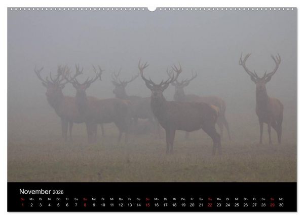 Produktbild: Der Rothirsch, K&ouml;nig der W&auml;lder (Wandkalender 2026 DIN A2 quer), CALVENDO Monatskalender
