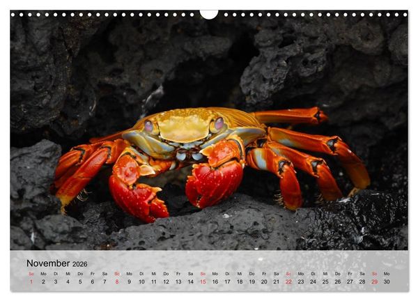 Produktbild: Krabben. Lustige Aliens (Wandkalender 2026 DIN A3 quer), CALVENDO Monatskalender
