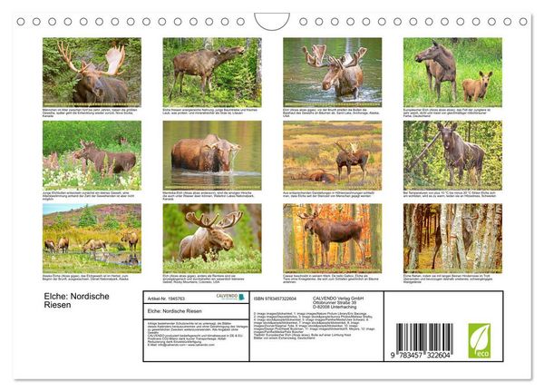 Produktbild: Elche: Nordische Riesen (Wandkalender 2026 DIN A4 quer), CALVENDO Monatskalender
