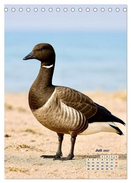 Produktbild: Seev&ouml;gel an der Nordsee (Tischkalender 2027 DIN A5 hoch), CALVENDO Monatskalender