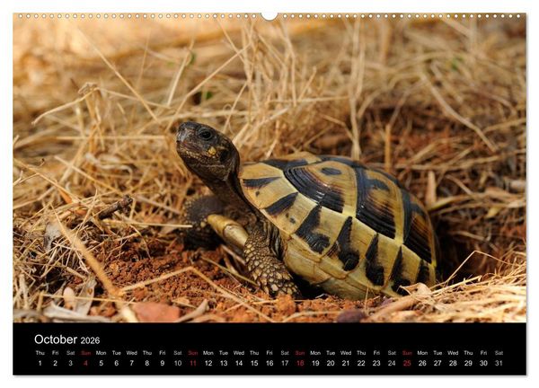 Produktbild: European Tortoises / UK-Version (High Quality Premium Wall Calendar 2026 DIN A2 landscape),CALVENDO 12 Month Wall Calendar