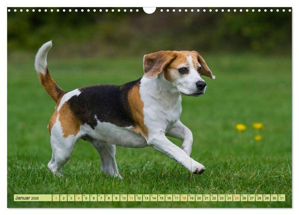 Produktbild: Beagle - Herz auf 4 Pfoten (Wandkalender 2026 DIN A3 quer), CALVENDO Monatskalender